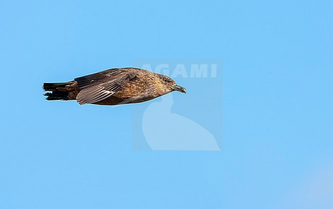 Flying Chilean Skua (Stercorarius chilensis) in southern Argentina. A  large predatory seabird, also called the cinnamon skua. stock-image by Agami/Marc Guyt,