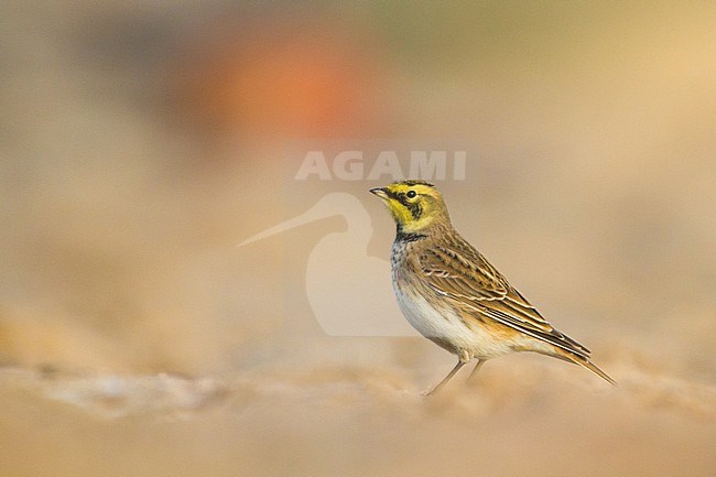 Strandleeuwerik, Shore Lark, Eremophila alpestris stock-image by Agami/Menno van Duijn,