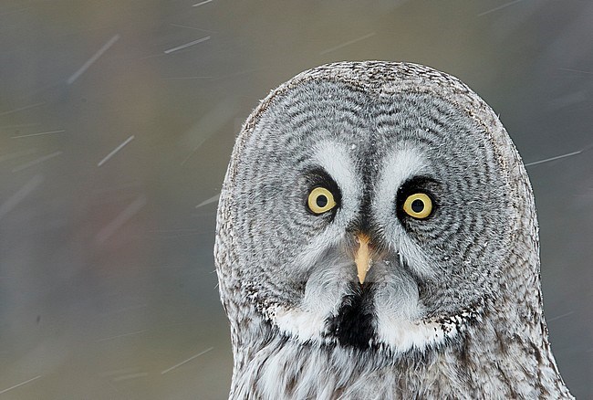 Great Grey Owl (Strix nebulosa) during a cold winter in a taiga forest in northern Finland. stock-image by Agami/Markus Varesvuo,
