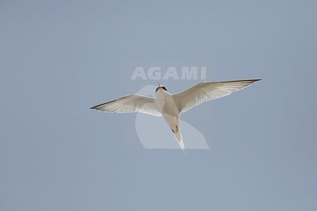 Volwassen Dwergstern in vlucht, Adult Little Tern in flight stock-image by Agami/Chris van Rijswijk,