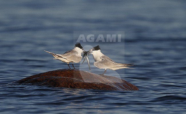 Sandwich Tern, Sterna sandvicensis, pair showing their fish, at Brøndby Strand, Denmark stock-image by Agami/Helge Sorensen,