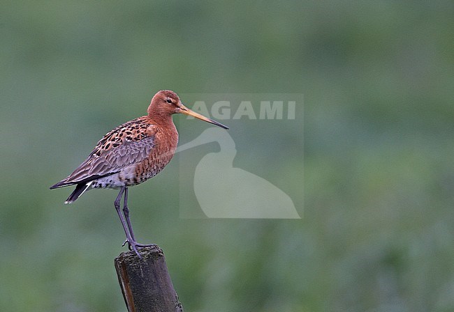 Icelandic Black-tailed Godwit (Limosa limosa islandica) standing on a wooden pole during spring on Iceland against a green background. Side view. stock-image by Agami/Markus Varesvuo,