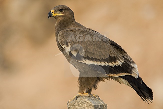 Onvolwassen Steppearend in zit; Immature Steppe Eagle perched stock-image by Agami/Daniele Occhiato,