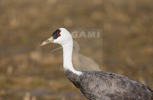 Grote groep overwinterende Monnikskraanvogels; Large flock of wintering Hooded Cranes stock-image by Agami/Marc Guyt,