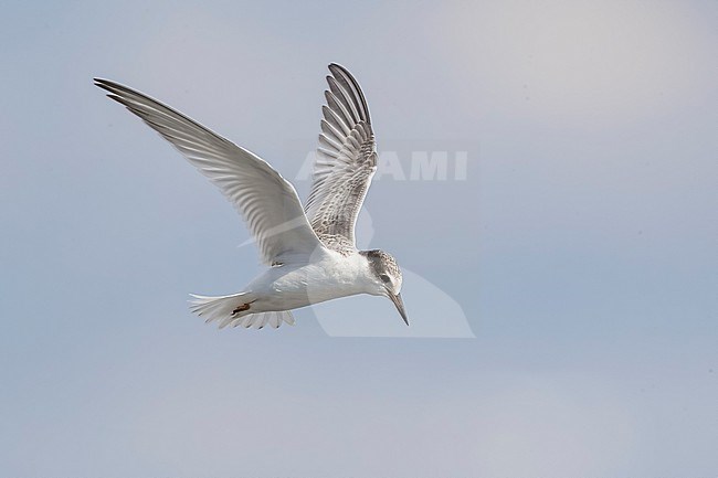 Immature Little Tern, Sternula albifrons, in Italy. stock-image by Agami/Daniele Occhiato,