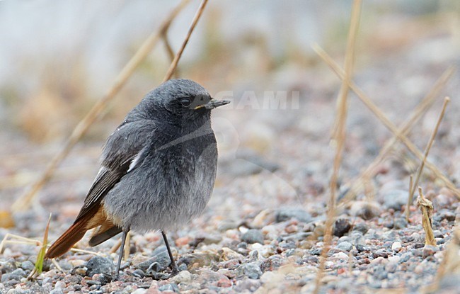 Mannetje Zwarte Roodstaart, Male Black Redstart stock-image by Agami/Markus Varesvuo,