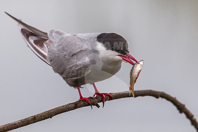 Witwangstern op tak met visje; Whiskered Tern on a branch with a fish stock-image by Agami/Daniele Occhiato,