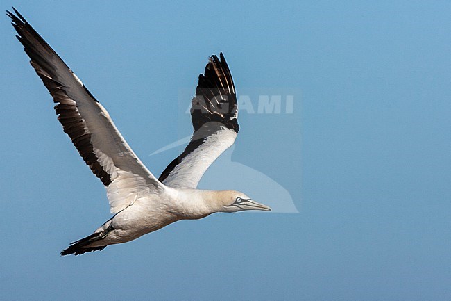 Cape Gannet (Morus capensis) flying over the colony of Bird Island Nature Reserve in Lambert’s Bay, South Africa. stock-image by Agami/Marc Guyt,
