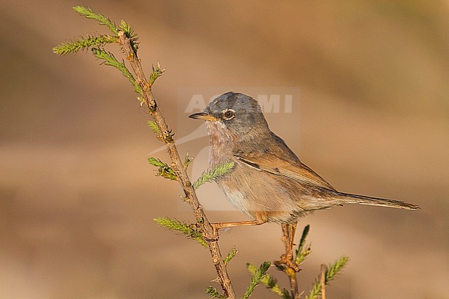 Male Tristram's Warbler (Curruca deserticola) on a twig stock-image by Agami/Ralph Martin,