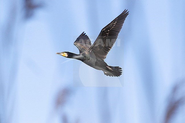Adult Great Cormorant in flight near colony stock-image by Agami/Arnold Meijer,