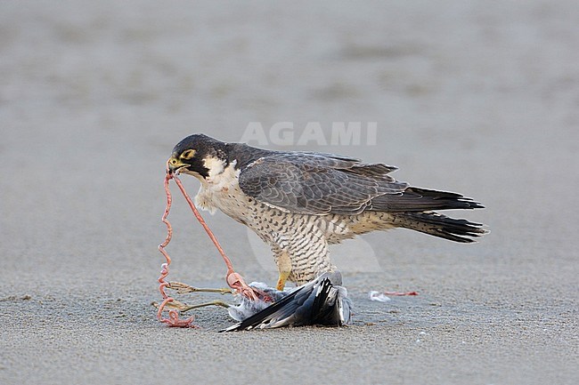Slechtvalk etend van prooi op het strand; Peregrine Falcon (Falco peregrinus) eating from prey on the beach stock-image by Agami/Arie Ouwerkerk,