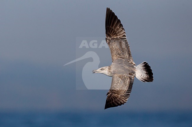 Onvolwassen Geelpootmeeuw vliegend; Yellow-legged Gull immature in flight stock-image by Agami/Daniele Occhiato,