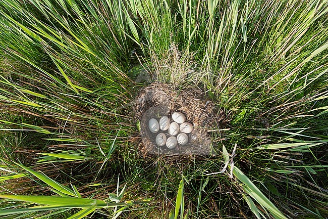 Nest of Mallard (Anas platyrhynchos) hidden between tall grass and reed with eight fresh white eggs at the Wagenjot on the Wadden Island Texel in the Netherlands. Seen from above. stock-image by Agami/Marc Guyt,