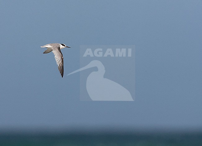 Immature Wintering Little Tern (Sternula albifrons) at the coast in South Africa. stock-image by Agami/Marc Guyt,