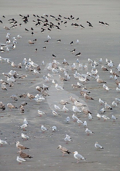 Mixed flock of Gulls (European Herring, Common and Common Black-headed Gull) resting on the beach of Neeltje Jans in Zeeland, Netherlands. With group of European Oystercatchers in the back. stock-image by Agami/Arnold Meijer,
