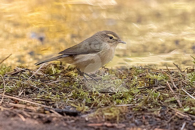 Canary Islands Chiffchaff (Phylloscopus canariensis canariensis) sitting in Erjos, Tenerife, Canary Islands, Spain. stock-image by Agami/Vincent Legrand,