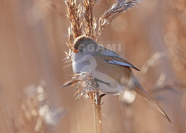 Vrouwtje Baardman op rietpluim; Female Bearded Reedling on reed stock-image by Agami/Markus Varesvuo,