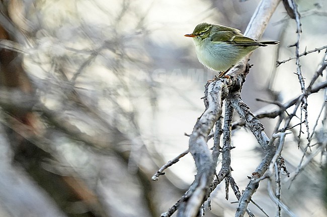 Two-barred Warbler (Phylloscopus plumbeitarsus) during autumn migration in Mongolia. stock-image by Agami/Dani Lopez-Velasco,