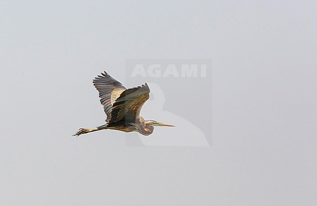 Second calendar year Purple Heron (Ardea purpurea) showing under wing. Flying above marshland in Morocco. stock-image by Agami/Edwin Winkel,