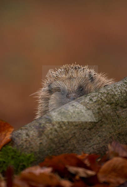 Europese Egel tussen herfstbladeren, European Hedgehog between autumn leaves stock-image by Agami/Danny Green,