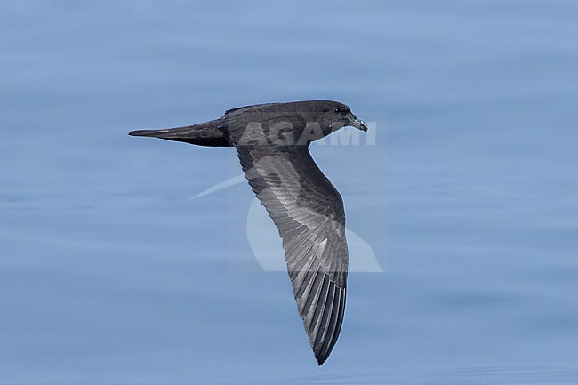 Jouanin's Petrel (Bulweria fallax) taken the 27/02/2023 at Mirbat - Oman. stock-image by Agami/Nicolas Bastide,