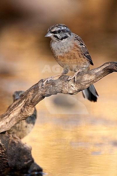 Worn Rock Bunting (Emberiza cia) during late summer in Ciudad real in Spain. stock-image by Agami/Oscar Díez,