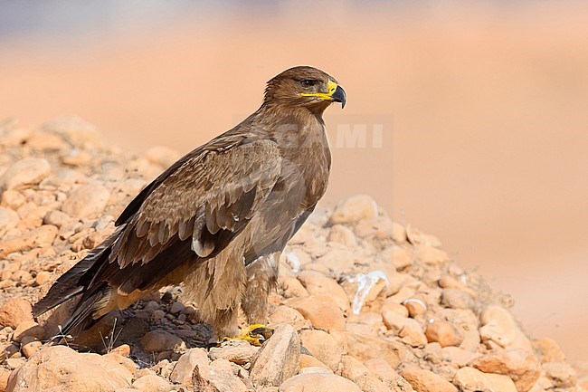 Steppe Eagle, standing on the ground, Salalah, Dhofar, Oman (Aquila nipalensis) stock-image by Agami/Saverio Gatto,