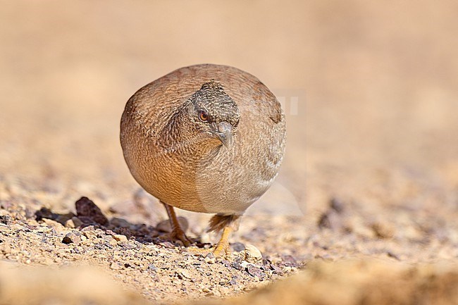 Sand Partridge (Ammoperdix heyi), female foraging in the desert, Israel stock-image by Agami/Tomas Grim,