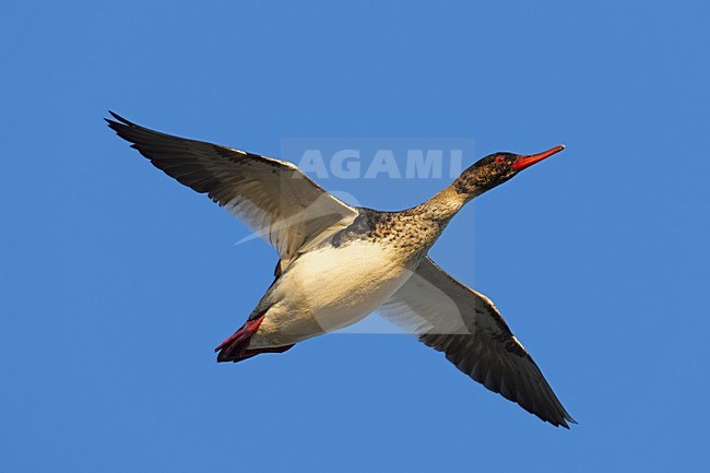 Mannetje Middelste Zaagbek in vlucht; Male Red-breasted Merganser in flight stock-image by Agami/Markus Varesvuo,