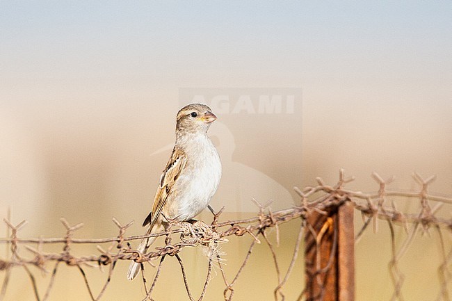 Immature House Sparrow (Passer domesticus) on Lesvos, Greece. Perched on a greek fench. stock-image by Agami/Marc Guyt,