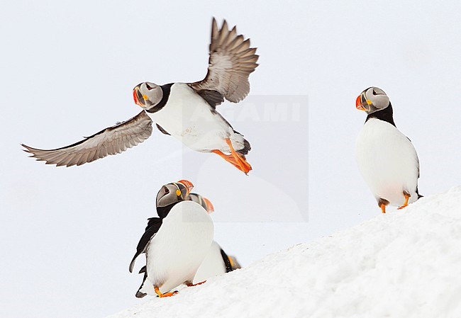 A trio of Atlantic Puffins in a winter setting. stock-image by Agami/Danny Green,