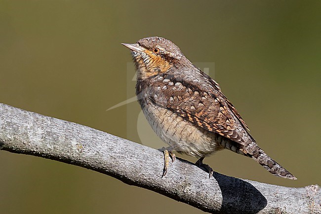 Eurasian Wryneck (Jynx torquilla),  adult perched on a branch, Campania, Italy stock-image by Agami/Saverio Gatto,