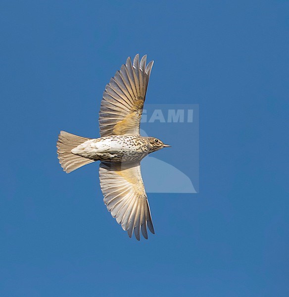 Song Trush (Turdus philomelos), perfect image of bird in flight to show under wings and pattern stock-image by Agami/Marc Guyt,