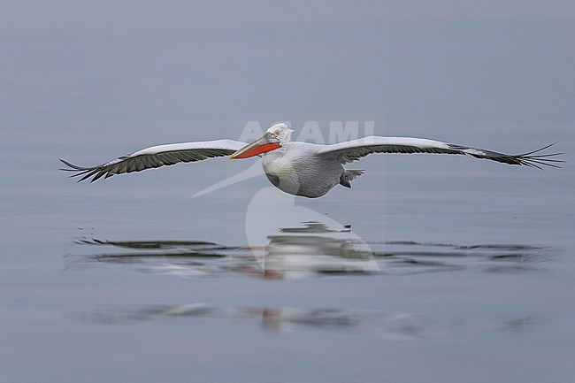 Dalmatian Pelican (Pelecanus crispus) flying over water of lake Kerkini in Greece. stock-image by Agami/Marcel Burkhardt,