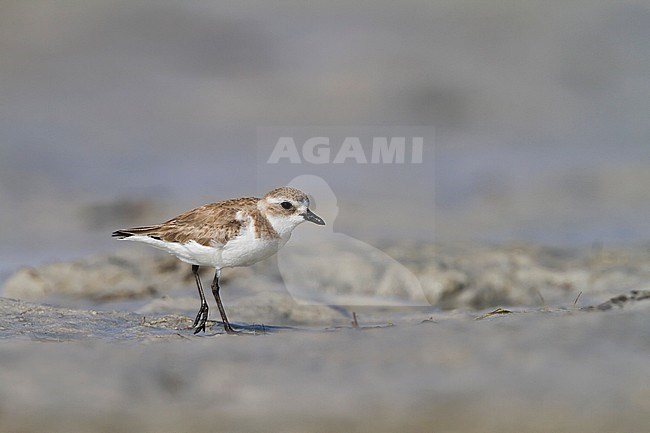 Lesser Sand Plover - Mongolenregenpfeifer - Charadrius mongolus, Oman, nonbreeding stock-image by Agami/Ralph Martin,