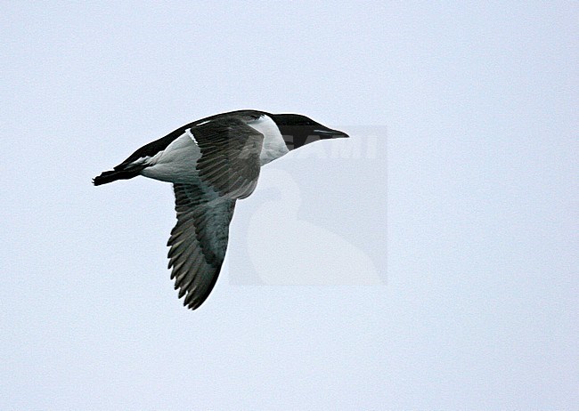 Thick-billed Murre (Uria lomvia) during artctic summer in Svalbard, Norway stock-image by Agami/Pete Morris,