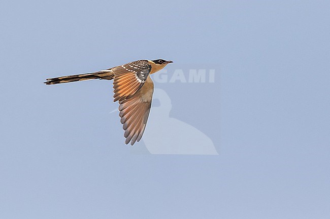 Wintering immature Great Spotted Cuckoo (Clamator glandarius) in Ghana. stock-image by Agami/Pete Morris,