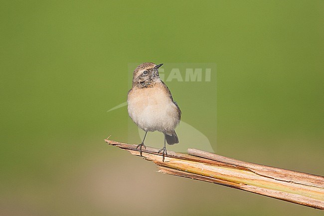 Bonte Tapuit zit op tak; Pied Wheatear perched on branch stock-image by Agami/Menno van Duijn,