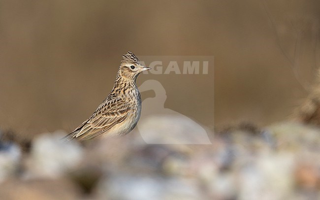 Eurasian Skylark (Alauda arvensis) walking on ground in a meadow in Zealand, Denmark stock-image by Agami/Helge Sorensen,