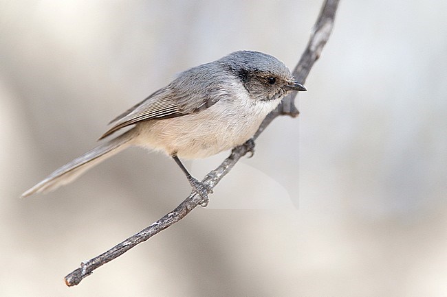 Adult male 
Jeff Davis Co., TX 
March 2010 stock-image by Agami/Brian E Small,