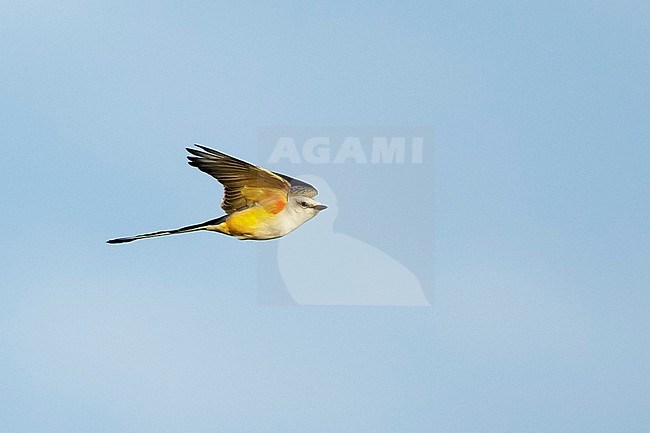 Adult female Scissor-tailed Flycatcher (Tyrannus forficatus) in flight in Chambers County, Texas, United States, during autumn migration. stock-image by Agami/Brian E Small,