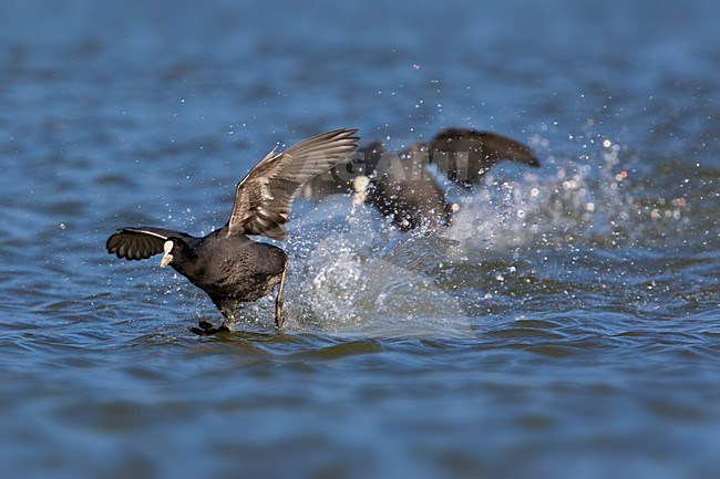 Meerkoet vechtend; Eurasian Coot fighting stock-image by Agami/Daniele Occhiato,