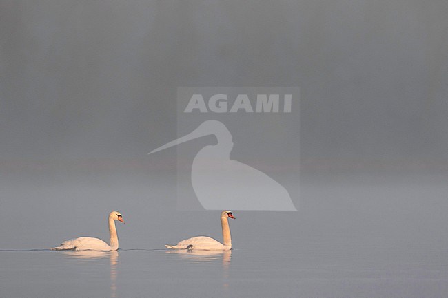 Mute Swan - Höckerschwan - Cygnus olor, Germany, adult stock-image by Agami/Ralph Martin,