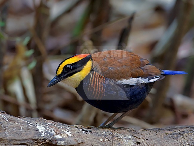 Mannetje Maleise Blauwstaartpitta zittend op bosgrond, Male Malayan Banded Pitta perched on forest floor stock-image by Agami/Alex Vargas,