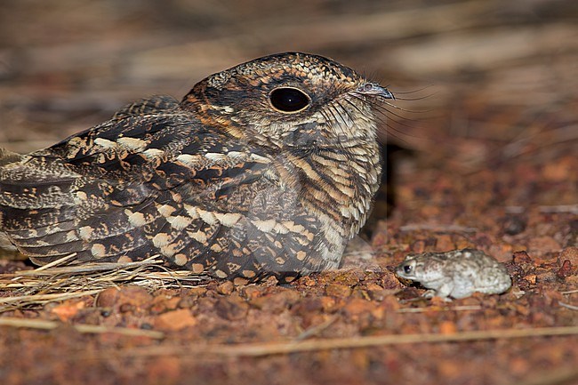 Todd's Nightjar (Setopagis heterura) Resting on a ground in Guyana stock-image by Agami/Dubi Shapiro,