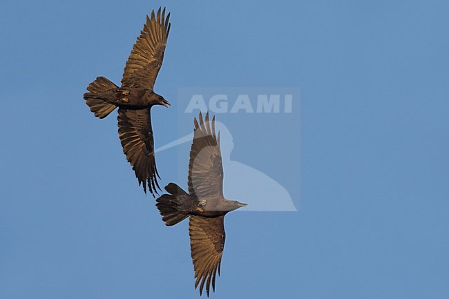 Bruinnekraven in de vlucht; Brown-necked raven in flight stock-image by Agami/Daniele Occhiato,