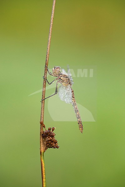 steenrode heidelibel; Vagrant darter; stock-image by Agami/Walter Soestbergen,