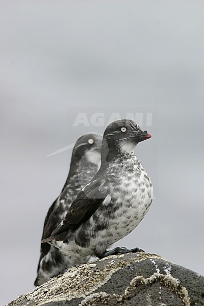 Dwergalk, Least Auklet, Aethia pusilla stock-image by Agami/Pete Morris,