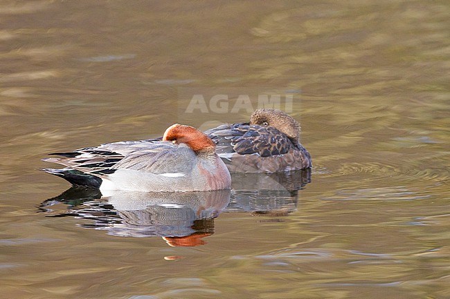 Smient, Eurasian Wigeon, Anas penelope resting on city pond stock-image by Agami/Menno van Duijn,