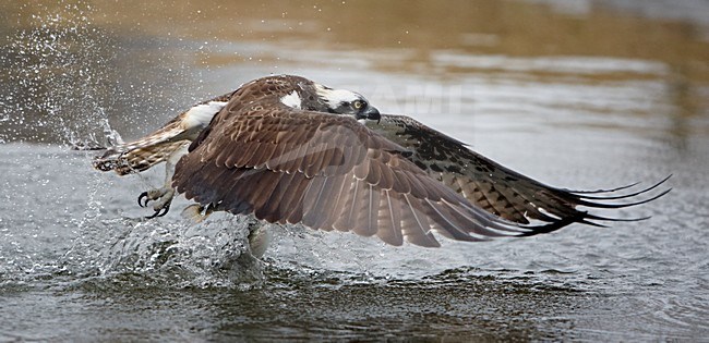 Jagende Visarend; Hunting Osprey stock-image by Agami/Markus Varesvuo,